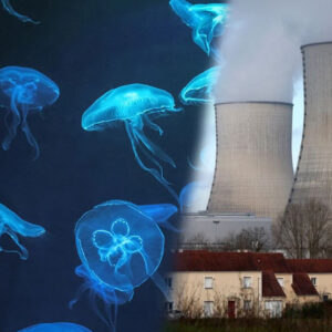 nukleer santralde denizanasi alarmi reaktorler durduruldu vwLp4Eqw