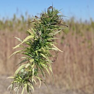 tibbi kenevirin kullanilacagi 15 hastalik belli oldu 83PYQJ3e