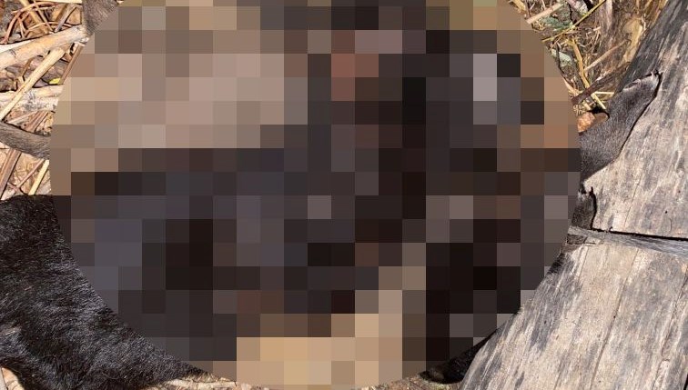 tokatta vahset uc yavru kopek bogulmus halde bulundu FhWjErJE