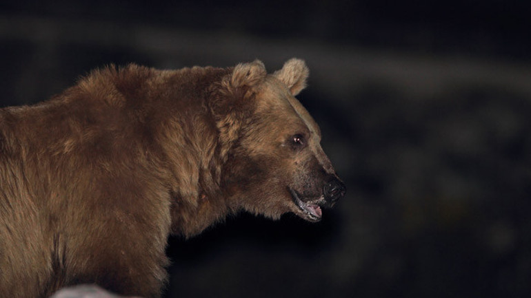 Ayı Saldırısı