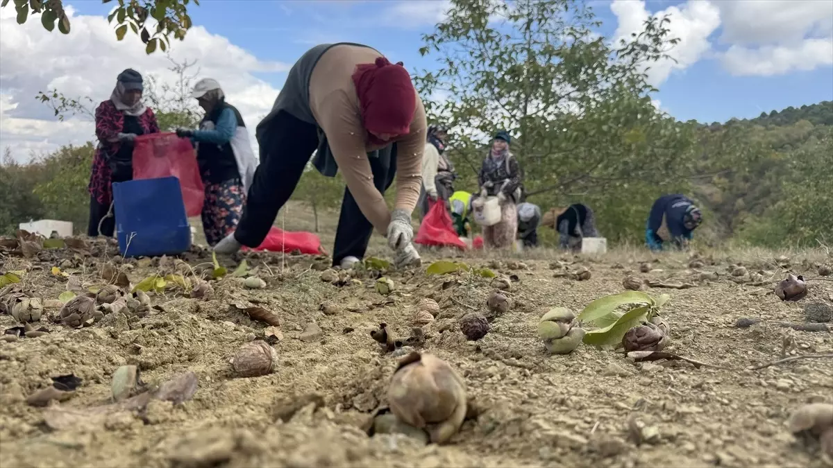 tekirdagda ceviz hasadi basladi CXDxG9Ml.jpg