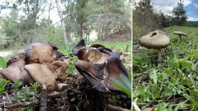 uzmanindan kritik uyari sonbaharda mantar zehirlenmelerine dikkat udMveSHU