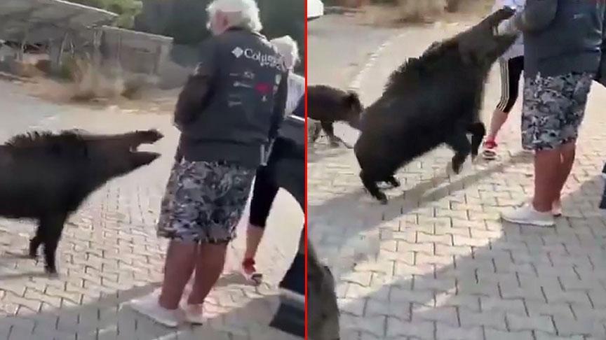 aydinda dehsete dusuren olay besledigi yaban domuzu tatilciyi isirdi rBuNcXy3.jpg