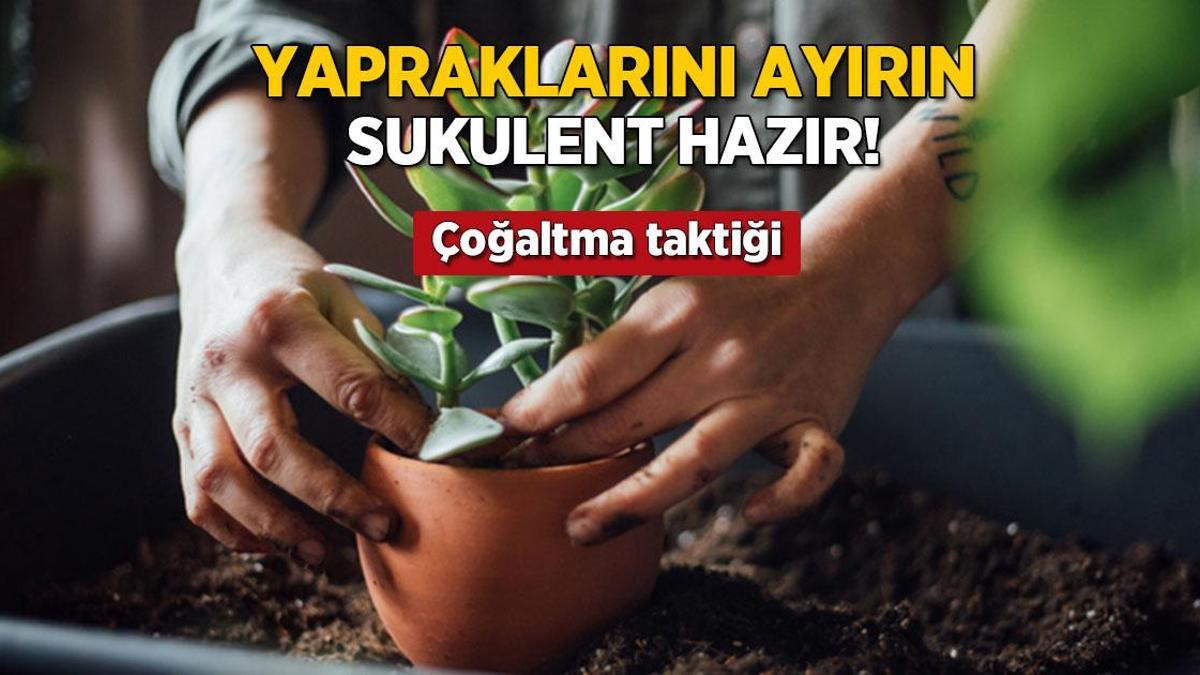 yapraklarini ayirin sukulent cogalsin en kolay yontem buymus JyLZ5B6y.jpg