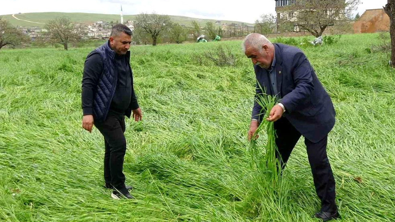 Gaziantep’te Süper Hücre Felaketi: Hububat Alanları Büyük Hasar Gördü