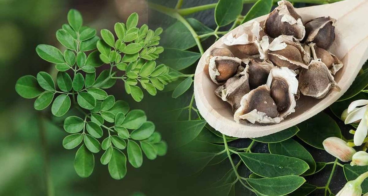 Moringa Tohumları ile Su Arıtımında Devrim: Tek Tohum 10 Litreyi Temizliyor